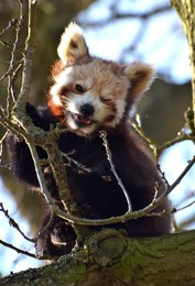 Image 155634154