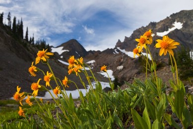 Arnica (Arnica sp.) flowering near timberline in the cirque known as Royal Basin, Olympic National Park, Washington State, USA.