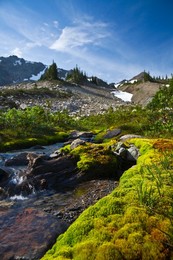Mossy bank of a subalpine headwaters stream of Royal Creek near timberline in the cirque known as Royal Basin, Olympic National Park, Washington State, USA.