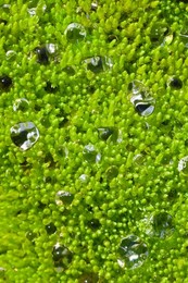Water drops from the dancing spray of an alpine stream, with the drops resting atop a bed of moss high in Royal Basin, a cirque in Olympic National Park, Washington State, USA.