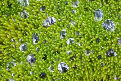 Water drops from the dancing spray of an alpine stream, with the drops resting atop a bed of moss high in Royal Basin, a cirque in Olympic National Park, Washington State, USA.