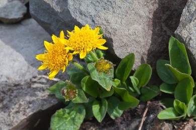 Yellow wildflower (probably Olympic Mountain Ragwort, Senecio newwebsteri, an endemic to the Olympic Mountains) above timberline growing in talus in the cirque known as Royal Basin, Olympic National Park, Washington State, USA.