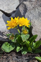 Yellow wildflower (probably Olympic Mountain Ragwort, Senecio newwebsteri, an endemic to the Olympic Mountains) above timberline growing in talus in the cirque known as Royal Basin, Olympic National Park, Washington State, USA.