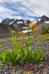 Arnica (Arnica sp.) flowering near timberline in the cirque known as Royal Basin, Olympic National Park, Washington State, USA.