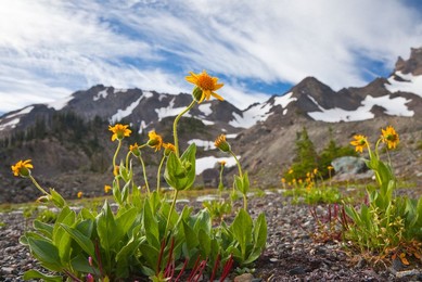 Arnica (Arnica sp.) flowering near timberline in the cirque known as Royal Basin, Olympic National Park, Washington State, USA.