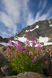 Fireweed (Epilobium angustifolium) blooming against a sky graced by cirrus clouds in late summer in the alpine cirque of Royal Basin, Olympic National Park, Washington State, USA.
