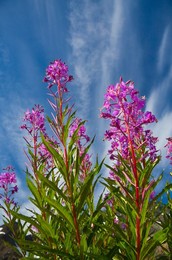 Fireweed (Epilobium angustifolium) blooming against a sky graced by cirrus clouds in late summer in the alpine cirque of Royal Basin, Olympic National Park, Washington State, USA.