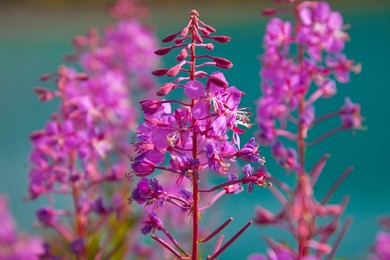Fireweed (Epilobium angustifolium) blooming in late summer, with Imperial Tarn in the background, in the alpine cirque of Royal Basin, Olympic National Park, Washington State, USA.