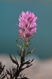 Olympic Mountain Paintbrush (Castilleja parviflora var. olympica) blooming in late summer, with Imperial Tarn in the background, in the alpine cirque of Royal Basin, Olympic National Park, Washington State, USA.