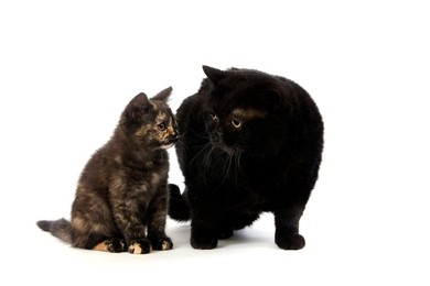 Black British Shorthair Mother and Black..........