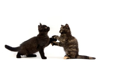 Black British Shorthair and Black Tortoi..........