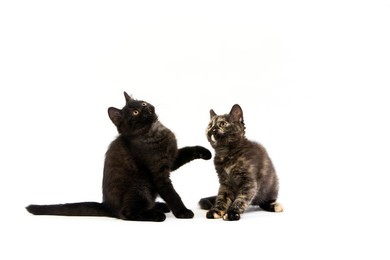 Black British Shorthair and Black Tortoi..........