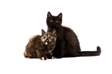 Black British Shorthair and Black Tortoi..........