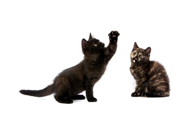 Black British Shorthair and Black Tortoi..........