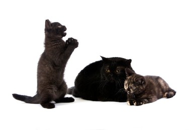 Black British Shorthair Femelae with Bla..........