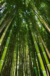 Bamboo Forest in the Chatanooga Nature Center, Chatanooga, Tennessee, USA