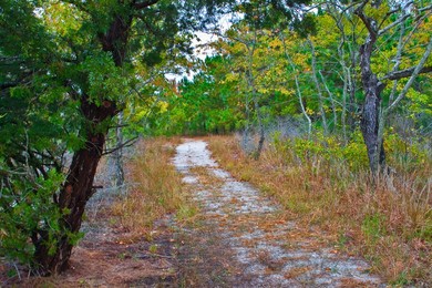 Hiking through Upland Forest onBurton Island Nature Trail, Burton Island, Delaware Seashore SP, Delaware, USA