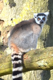 Image 158565169
