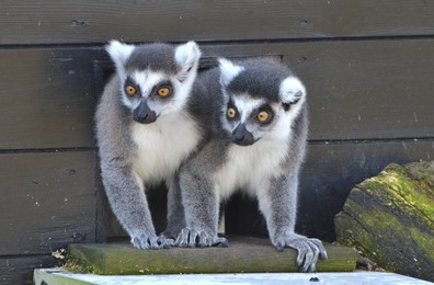 Image 158565193