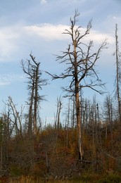 Skeleton of burnt Eastern White Pine from forest fire and regrow