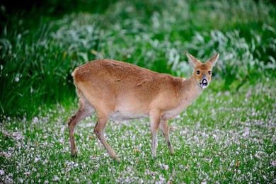 Image 165284150