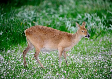 Image 165284163