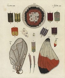Image 172260902