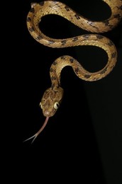 BEDOME'S CAT SNAKE. Boiga beddomei. Mildly Venomous, Common. . Arboreal and Nocturnal in nature. Mulshi, Maharashtra, INDIA