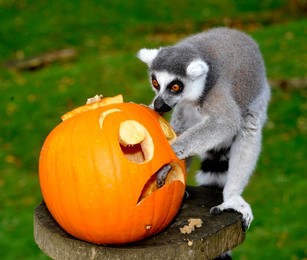 Image 175537991