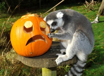 Image 175545295