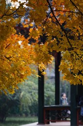 Image 176033240