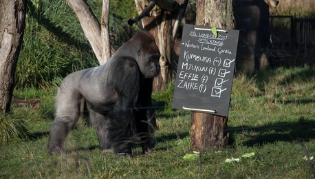 ZSL London Zoo Annual Stocktake