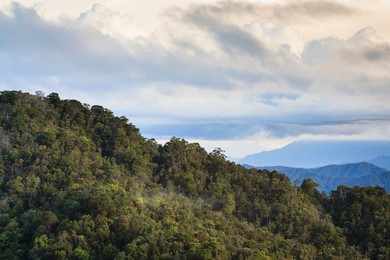 Rainforest landscape. Bach Ma National Park. Vietnam.