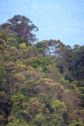 Rainforest landscape. Bach Ma National Park. Vietnam.