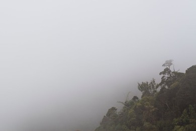 Mist over a rainforest landscape. Bach Ma National Park. Vietnam.