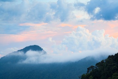 Rainforest landscape at sunset. Bach Ma National Park. Vietnam.