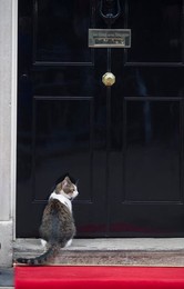 Image 185817224