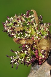 ASH Fraxinus excelsior