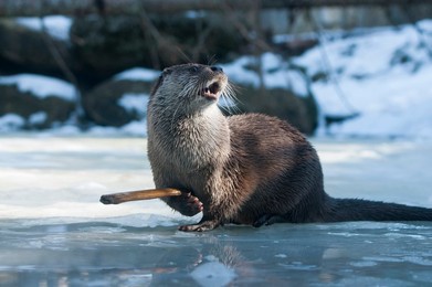 European Otter; Lutra lutra, landscape f..........