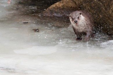 European Otter; Lutra lutra, landscape f..........