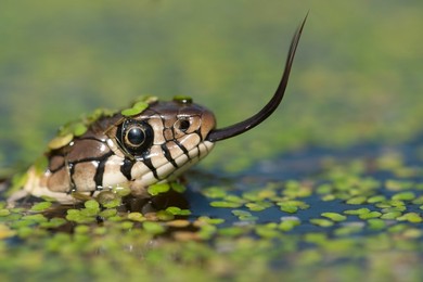 Grass snake  (Natrix natrix) landscape f..........