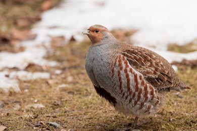 Grey Partridge; Perdix perdix, landscape..........