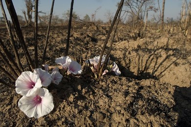 Flowers bloom after bush fire; Zambia Af..........