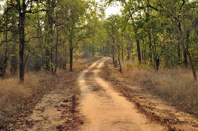 Landscape in khitauli zone of Bandhavgad national park, Madhya Pradesh, India