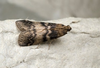 Ash-bark Knot-horn moth