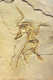 Image 196155055
