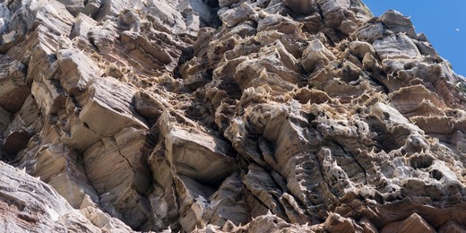 Northern Gannet (Morus bassanus), cliffs of the  Noss national Nature Reserve.