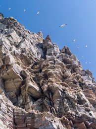 Northern Gannet (Morus bassanus), cliffs of the  Noss national Nature Reserve.