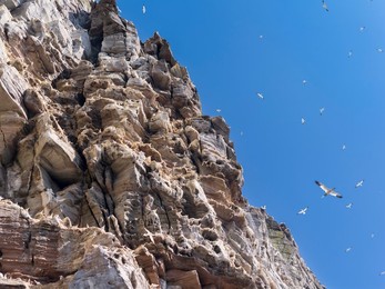 Northern Gannet (Morus bassanus), cliffs of the  Noss national Nature Reserve.