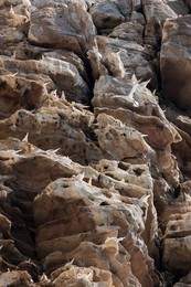 Northern Gannet (Morus bassanus), cliffs of the  Noss national Nature Reserve.